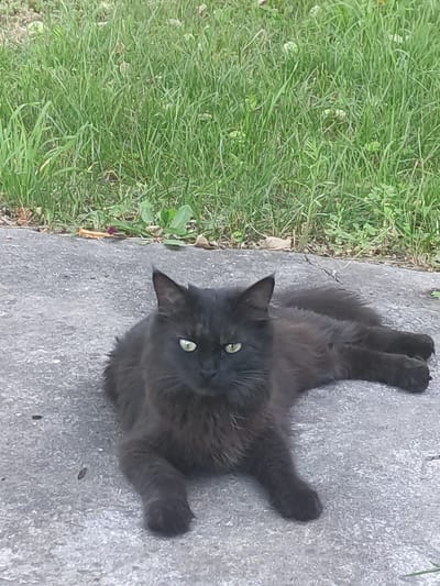 A black, fluffy cat with green eyes is lying on a paved surface. The cat is positioned in the lower half of the frame, facing towards the viewer. Behind the cat, a strip of green grass is visible, suggesting an outdoor setting. The paved surface appears to be concrete or asphalt. The overall scene is a simple outdoor snapshot with no specific identifiable landmarks of Верамейскі сельскі Савет.