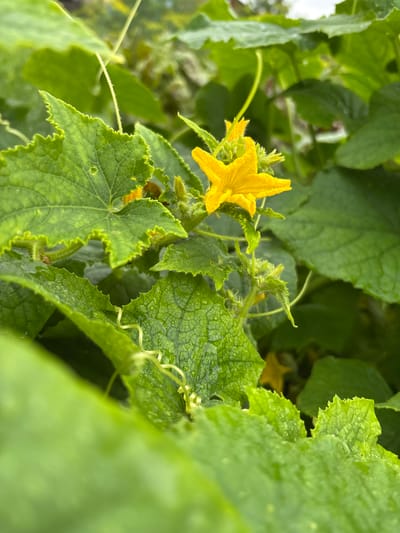 The image shows a close-up view of a yellow cucumber flower surrounded by green, serrated leaves that appear wet, possibly from rain or dew. The flower is in focus, displaying its five petals and stamen. The background is blurred, showing more foliage and hints of other yellow flowers. There are no people or specific structures visible, suggesting an outdoor, natural setting. The location is not specified in the image or its metadata.