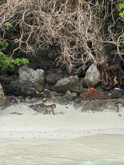 A monkey sits on a sandy beach next to a rocky shore, with the ocean visible in the background. The monkey is facing to the left, with its body angled towards the water. It appears to be a macaque, with light brown fur and a long tail. The beach is made of fine, light-colored sand, and there are a few scattered pieces of debris on it, including some dark seaweed and small pieces of wood. The rocky shore is composed of dark gray and light gray rocks, some of which are covered in moss or lichen. There is also some dry, tangled vegetation on the rocks to the left of the monkey, which appears to be dead branches and roots. In the distance, the ocean is a calm, pale green color, with gentle waves lapping at the shore. The sky is overcast, suggesting it might be a cloudy day. The overall scene is one of natural beauty, with the monkey adding a touch of wildlife to the coastal landscape. The time of day is unclear, but the lighting suggests it is daytime. The location is Ton Sai, Thailand, a popular destination for rock climbing and known for its beaches and limestone karsts. The monkey appears relaxed and unconcerned by the presence of the photographer, suggesting it is accustomed to human interaction in this area.
