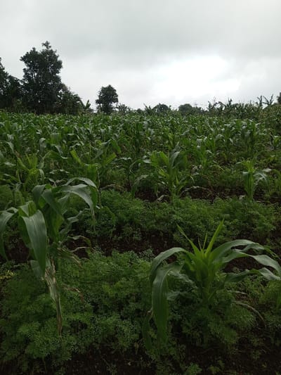 An agricultural field in the city of Kondha, India, is shown under a uniformly overcast, grey sky. The scene is filled with cultivated green vegetation. Dominant subjects include numerous tall, leafy plants consistent with maize (corn), arranged in rows. Between these rows, and on lower ground, a dense growth of smaller, finely-leaved green plants is present. Dark, tilled soil is visible between the plant rows. In the background, a line of mature, dark green trees borders the field against the cloudy horizon. No individuals or specific actions are observed.
