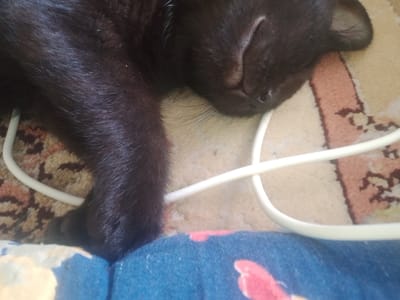 A close-up, overhead shot captures a sleeping black cat. The cat's dark fur is visible across its body, with its head resting on a tan and patterned rug. A white cord runs across the image, partially obscuring the cat. In the foreground, a portion of a blue fabric with a pink floral pattern is visible. The scene appears to be indoors, possibly in a residential setting in Vahdat, Tajikistan.