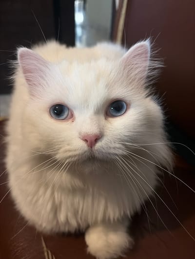 A fluffy white cat with striking blue eyes sits on a brown surface, likely a chair or sofa. Its pink nose stands out against its white fur. The cat's gaze is directed forward, and its whiskers are prominent. The background is out of focus, showing a dark brown wall and some blurred lights, suggesting an indoor setting. The image is a close-up portrait of the cat. The location in Naameh, Lebanon is not ascertainable from the image alone.