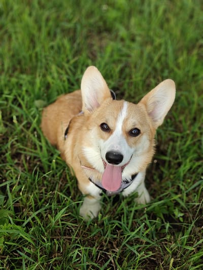 A corgi dog is sitting in the grass, looking up at the camera with its tongue out. The dog is tan and white with large, erect ears. It is wearing a black harness. The grass is green and lush, and the background is out of focus. The image appears to have been taken outdoors. There is no indication of location within the city of Rassol'naya, Russia.