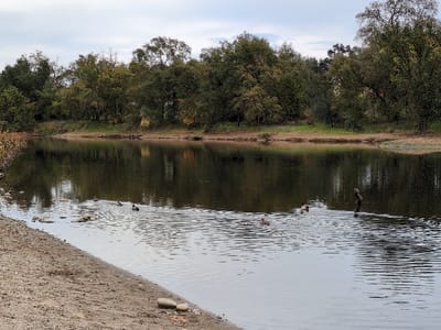 A placid river bordered by a sandy bank and lush trees under an overcast sky. Several ducks float on the dark water, some near the shore and others further out. A decaying tree trunk stands tall on the water's surface, adding character to the natural scene.