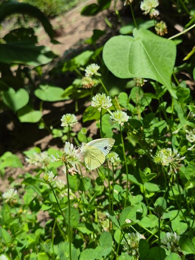 The image depicts a close-up view of a small, pale yellow butterfly with black markings on its wings, perched on a cluster of white clover flowers. The butterfly's proboscis is extended, suggesting it is feeding. The surrounding environment is lush and green, with clover plants and other foliage dominating the foreground and middle ground. Sunlight filters through the leaves, creating dappled light and shadow. In the background, a patch of dry, brown earth is visible, possibly a pathway or bare soil area. The scene appears to be outdoors in a natural setting, likely a garden or a field. The image was taken in Kardam, Bulgaria.