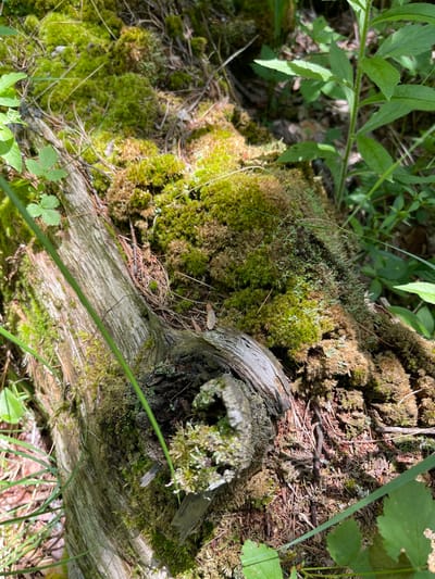 The image shows a close-up view of a moss-covered fallen log in the city of Greig, United States. The log is weathered and has a rough texture, with visible grain and bark. Lush green moss blankets much of the surface, with patches of brown and yellow moss interspersed. Pine needles and small twigs are scattered around the log, suggesting a natural, wooded environment. Green leaves and blades of grass are visible in the foreground and background, adding to the sense of a forest floor. The lighting suggests it is daytime, with sunlight filtering through the trees, creating dappled shadows. There are no people or visible animals in the frame.