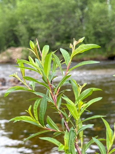 The image shows a close-up of a young plant with slender, green leaves and reddish stems. The plant is positioned in the foreground, with its foliage extending upwards and outwards. In the background, a body of water is visible, with ripples on its surface and a blurred green, tree-covered bank. The overall setting appears to be a natural environment, likely near a river or stream. There are no people or man-made structures in the frame. The lighting suggests it is daytime, possibly overcast given the soft light.
