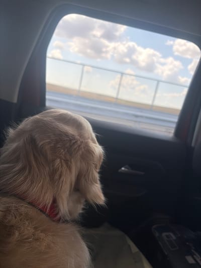 A golden retriever is looking out of the window of a car. The dog is in the foreground and is seen from behind, with its head turned to the right. The car's interior is visible, including the door handle and a portion of the seat. Outside the window, a fence and a wide expanse of landscape are visible under a cloudy sky. The image appears to have been taken during daylight. No specific location in Nedyalsko, Bulgaria, can be identified from the image.