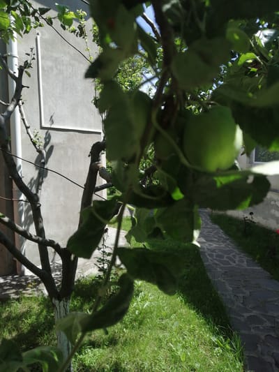 A tree with green, unripe fruit is in the foreground, with its branches and leaves obscuring parts of the background. Behind the tree, a gray wall with a white rectangular border is visible. To the right of the wall, a stone pathway runs through a grassy area. The environment appears to be an outdoor setting, possibly a garden or yard, in the city of Dedoplistskaro, Georgia. The lighting suggests it is daytime, with shadows cast by the tree and wall.