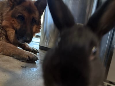The media file is a close-up, low-angle shot of a German Shepherd dog looking upwards, with its head tilted. The dog's face is in focus, showing its dark eyes and brown and black fur. Behind the dog, blurred out, is what appears to be another animal, possibly a cat, with dark fur and long ears or legs. The foreground is dominated by the dog's face and paws, which are resting on a textured, light-colored surface, possibly concrete. To the left, a metallic, cylindrical object and a vertical grey surface are visible, suggesting an indoor or sheltered environment. The lighting suggests it might be daytime, possibly indoors or in a shaded outdoor area. The overall impression is of a curious or playful interaction between two animals, with the camera positioned at a very low viewpoint. There is no visible text in the media file.