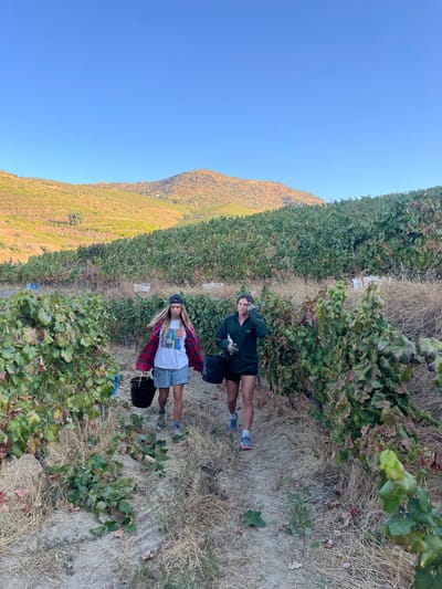 Two individuals, appearing to be young adult females, are depicted walking along a dirt path within a vineyard. The scene is consistent with a rural, agricultural landscape in the Douro Valley, near Carrazeda de Ansiães, Portugal. The path is bordered by rows of green-leafed grapevines, interspersed with dry vegetation. In the background, expansive vineyards cover rolling hills under a clear blue sky, illuminated by sunlight that casts a golden tone on the distant slopes.
The individual on the left possesses long blonde hair, wears a light-colored baseball cap reversed, a white graphic t-shirt, an unbuttoned red and black plaid long-sleeved shirt, light grey shorts, and dark athletic shoes. She carries a black bucket in her left hand.
The individual on the right has dark hair pulled back, wears a dark green long-sleeved polo shirt, dark shorts, and blue and orange athletic shoes. Her right hand, fitted with a light-colored glove, is raised towards her right ear. She also carries a black bucket in her left hand.
Both individuals are in motion, walking in the same direction, from left-center to the right side of the frame, along the vineyard path. The black buckets suggest their involvement in grape harvesting.