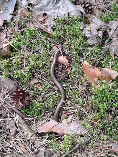 The image depicts a close-up, overhead view of a forest floor covered in moss, pine needles, dry leaves, and pinecones. A slow worm, also known as an Anguis fragilis, is the central subject, coiled and partially obscured by the natural debris. The slow worm is a legless lizard, characterized by its smooth, brown, segmented body. The environment suggests a natural, untamed setting, consistent with a rural or forested area like the Traccyakowski village council in Belarus. No people are visible in the image. The lighting is diffused, indicating either an overcast day or a shaded location within the forest. The composition focuses on the texture and natural elements of the forest floor, with the slow worm blending in as a part of the ecosystem.