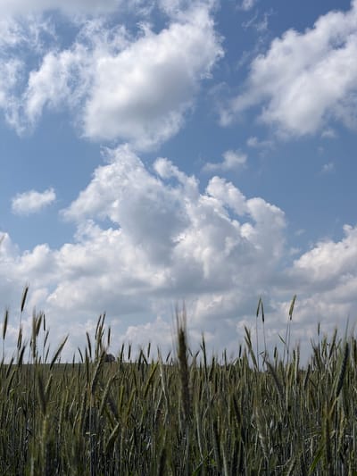 The image depicts a field of grain under a partly cloudy sky. The grain stalks are in the foreground, appearing green and mature, with some heads of grain visible. In the background, there is a gentle rolling hill with a single tree on its crest. The sky is a bright blue, dotted with fluffy white clouds, some of which are illuminated by the sun, casting subtle shadows. The overall scene is one of rural tranquility. The location is identified as Gushchino, Russia. There are no people or animals present in the image.