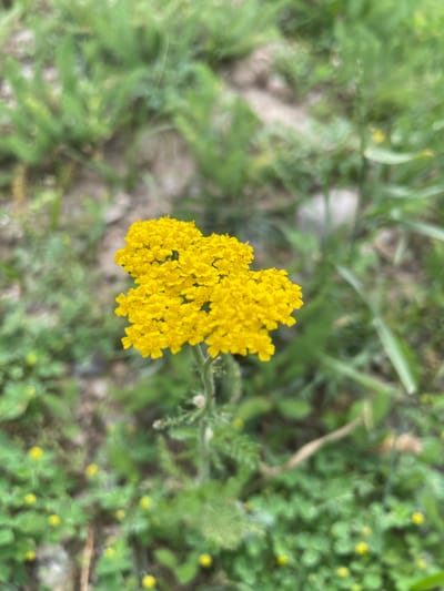 A close-up, vertically oriented, eye-level shot showcases a cluster of small, bright yellow flowers in the foreground. The flowers are densely packed together, forming a rounded inflorescence. The stems and some leaves are visible beneath the flowers, appearing green and slender. The background is blurred, dominated by green foliage, with hints of brown earth and possibly some lighter-colored stones. The overall impression is of a natural, outdoor setting, likely a field or grassy area, in an uncultivated environment. The image does not depict any people, specific buildings, or urban features that would indicate a precise location within the city of Жаңы-Коргон, Kyrgyzstan, beyond it being an outdoor scene.