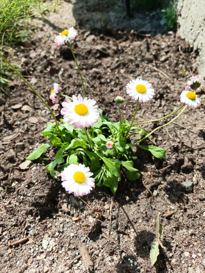 In Rezh, Russia, a small cluster of Bellis perennis, commonly known as daisies, is blooming in a patch of dark soil. The daisies feature white petals with pink edges and bright yellow centers. Some buds are also visible. The soil is composed of dark earth, small stones, and organic debris like twigs and leaves. The lighting suggests it is daytime, with shadows cast by the plants and an unseen object to the upper right. The background consists of more soil and some blurred greenery.