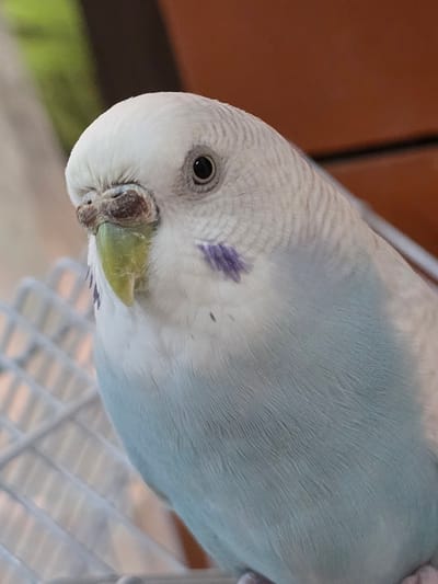 A close-up, eye-level shot shows the head and upper body of a light blue and white budgie. The bird is positioned in the center of the frame, facing left, with its head tilted slightly downward. Its eye is dark and appears to be looking forward. Above its beak, the cere is a rough, scaly brown, and the beak itself is a pale green. A patch of small purple feathers is visible on its cheek. The bird's body is predominantly white on its head and back, transitioning to a soft, pale blue on its chest and abdomen. The background is blurred, with a hint of green on the left and a warm brown on the right, suggesting an outdoor or semi-outdoor environment. A white wire cage grate runs diagonally across the lower left portion of the image.