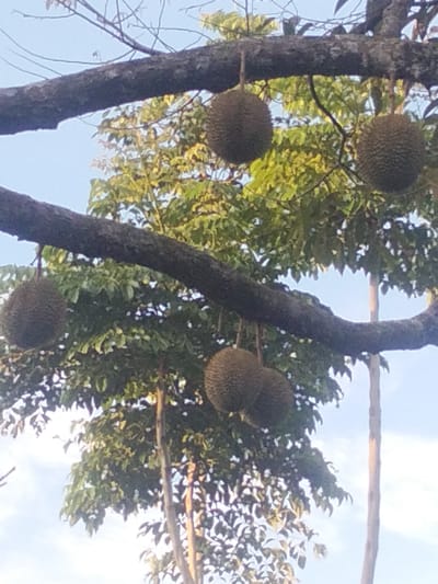In the city of Kruenglingka Barat, Indonesia, a durian tree bears fruit. The image shows several durians hanging from thick branches against a bright sky with some clouds. The durians are spiky and oval-shaped. Green leaves of the tree are visible in the background, creating a dense canopy. The lighting suggests it is daytime, possibly morning or afternoon, with the sun illuminating the leaves and the sky. The tree branches are rough and dark, characteristic of mature wood. The overall scene depicts a natural environment with fruit-bearing trees.