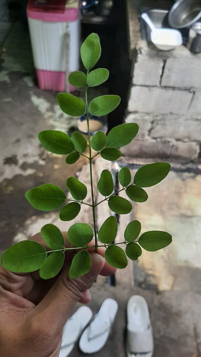 In Kawit, Philippines, a hand gently holds a small branch with numerous oval, green leaves. The branch extends upwards from the hand, with leaves arranged in pairs along a central stem. In the background, a pink and white washing machine is visible on the left, and a brick wall and various kitchen utensils, including a white bowl and a metal pot, are present on the right. The ground appears to be paved. A pair of white flip-flops and a white slide sandal are on the ground in the lower portion of the frame. The lighting suggests an outdoor or semi-outdoor setting, possibly a backyard or a porch area.