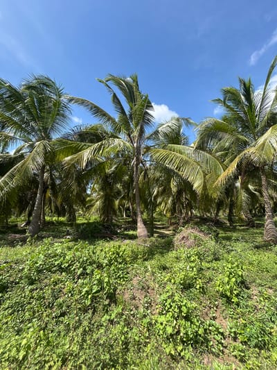 An outdoor, low-angle shot captures a dense grove of mature coconut palm trees under a bright, blue sky with scattered white clouds. The trees dominate the frame, with their fronds creating a lush, green canopy overhead. The ground is covered in thick, verdant undergrowth, with patches of exposed earth visible. The scene suggests a tropical environment, possibly a plantation or a natural coastal area. There are no people or animals visible. The lighting indicates it is daytime, with sunlight casting shadows. The location is identified as an unknown area in Sri Lanka.