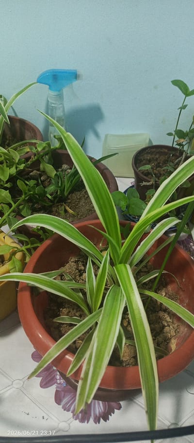The image depicts a close-up of several potted plants, with a prominent spider plant in the foreground. The spider plant has long, variegated green and white leaves. Other plants, some with smaller green leaves, are visible in terracotta and brown pots behind the main subject. A blue spray bottle is positioned in the upper left quadrant of the image, against a light blue wall. A light-colored container is visible in the background. The plants are arranged on a surface with a patterned design. A timestamp "2026/06/21 23:17" is visible in the bottom left corner. The scene appears to be indoors, possibly in a home or greenhouse setting. The location in the city of Karaulbazar, Uzbekistan, cannot be determined from the visual information provided in the image.