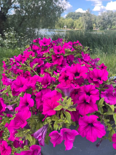 This is a medium-shot, vertical, eye-level photograph of a planter overflowing with vibrant fuchsia petunias. The flowers are in sharp focus, their trumpet-shaped blooms and dark centers clearly visible. The leaves are a light green, and some of the flowers appear to be wilting or have spent petals. The planter itself is dark gray.
In the background, the scene is softly blurred. To the left, out-of-focus green foliage and white flowers suggest a garden setting. Further back, a body of water, likely a lake or river, is visible, reflecting the sky and surrounding trees. Beyond the water, a line of green trees forms the horizon. The sky above is a clear blue with scattered white clouds.
The image's composition and subject matter suggest it was taken outdoors in a park or garden setting. Given the context of Vasylkiv, Ukraine, this could be a scene from one of its public parks, such as the central park or a park along the Stuhna River. The overall impression is one of natural beauty and vibrant floral display. There are no people or animals present in the image.