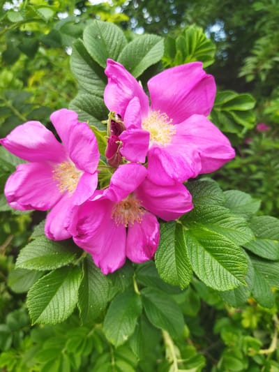This is a close-up, vertical shot of three vibrant pink wild roses in full bloom, set against a backdrop of lush green foliage. The roses are the primary subjects, with their delicate, crinkled petals and bright yellow stamens clearly visible. One rose is positioned prominently in the center, with two others flanking it. A bud, still partially closed, can be seen nestled among the blossoms. The surrounding leaves are a deep, rich green, with a textured surface that suggests they are healthy and well-watered.
The image appears to be taken outdoors, likely in a natural setting like a garden or a park, given the abundant greenery. The lighting suggests it's daytime, with soft light illuminating the flowers. There are no people or animals visible in the frame. The shallow depth of field blurs the background, drawing full attention to the roses and their immediate surroundings. The overall mood is one of natural beauty and tranquility.
The location context provided is Кіраўскі сельскі Савет, Belarus, which places the scene in a rural area of Belarus. No text is visible in the image.