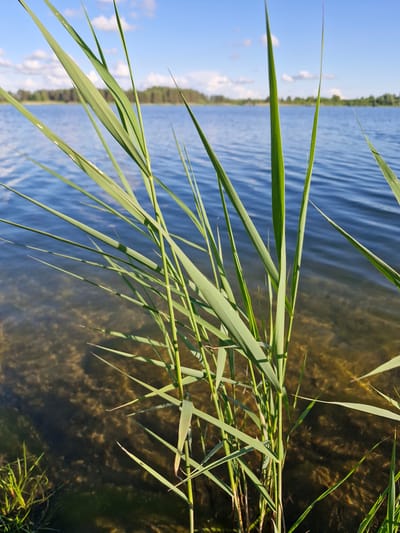 The image shows tall green reeds in the foreground, with their long, slender leaves extending towards the viewer. The reeds are growing by the edge of a body of water, likely a lake or river, as indicated by the presence of ripples on the surface. The water itself is clear enough to reveal the sandy bottom and some submerged vegetation. In the background, a tree line stretches across the horizon under a bright blue sky dotted with fluffy white clouds. The scene appears to be set on a sunny day, suggesting it's either morning or afternoon. The overall impression is one of natural beauty and tranquility, evoking a sense of peacefulness associated with a summer day in Lithuania. There is no visible text in the image.