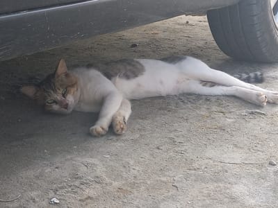 A medium-sized, short-haired cat with white and gray tabby markings is lying on a paved surface under a vehicle, possibly for shade or shelter. The cat's eyes are partially closed, and its body is relaxed. The ground appears to be concrete or asphalt, with some debris scattered around. The rear tire of the vehicle is visible in the upper right portion of the image. The scene is outdoors, and the lighting suggests it is daytime. The location is specified as Puloblang, Indonesia.