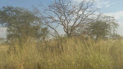 A landscape view showcases tall, dry grass in the foreground, transitioning to green shrubs. Trees are sparsely scattered throughout the scene; some have dense green foliage, while one central tree appears bare. The sky above is partly visible, displaying a light blue hue with hints of white clouds. The overall impression is of a dry, savanna-like environment.