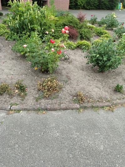The image shows a flowerbed in front of a brick building. The flowerbed contains several rose bushes with red and pink flowers, as well as other green plants and some dead or dry bushes. The ground is covered in sand. In the foreground, there is a paved area, possibly a sidewalk or road. The scene is located in Ivankiv, Ukraine. There are no people visible in the image.