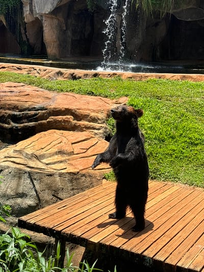 In the Xiuying District of China, a black bear stands upright on a wooden platform, its dark fur contrasting with the vibrant green grass and reddish-brown rocks of its enclosure. Behind the bear, a waterfall cascades down a rocky cliff face, creating a mist that adds a touch of dynamism to the scene. The bear's posture suggests alertness, with its head tilted upwards and front paws extended slightly. The enclosure appears to be a simulated natural habitat, with ample space for the animal to roam and interact with its surroundings. The lighting indicates it is daytime, with sunlight casting shadows on the wooden platform.