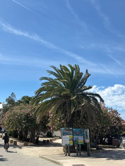 A person rides a bicycle on a paved path next to a sandy area. Behind the path, a large palm tree stands prominently, with a cluster of trees bearing pink flowers to its left and right. Several information boards are erected in front of the trees. In the background, buildings and more trees are visible. The sky above is bright blue with scattered white clouds and two faint white contrails from airplanes. The scene appears to be in a public outdoor space, likely a park or a pedestrian area in Hyères, France, given the presence of Mediterranean flora and the style of architecture.