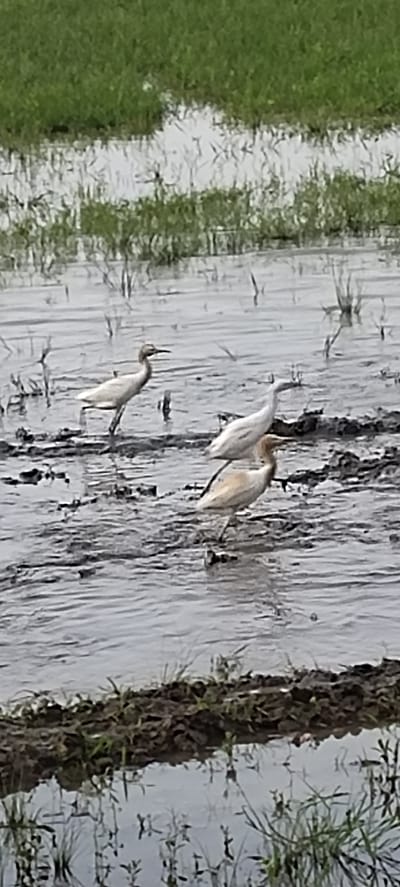 A group of cattle egrets are wading in a muddy, shallow body of water, likely a rice paddy or marsh, with green grass visible in the background. The birds are mostly white or light-colored with slender necks and beaks. One egret is standing on the left, facing right. Another is in the center, also facing right. A third egret is partially visible in the foreground, facing right. The water reflects the sky and the surrounding vegetation. The scene suggests a natural, rural environment. The location is identified as Blangmajron, Indonesia.