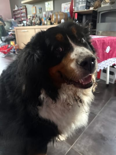 The image shows a close-up of a Bernese Mountain Dog with its head tilted upwards and to the side, mouth slightly open, revealing its tongue and teeth. The dog is in what appears to be an indoor environment. Details visible in the background include a tiled floor, furniture, household items, and what appears to be a television. There are no explicit clues in the image to confirm a specific location in Baillonville, Belgium.
