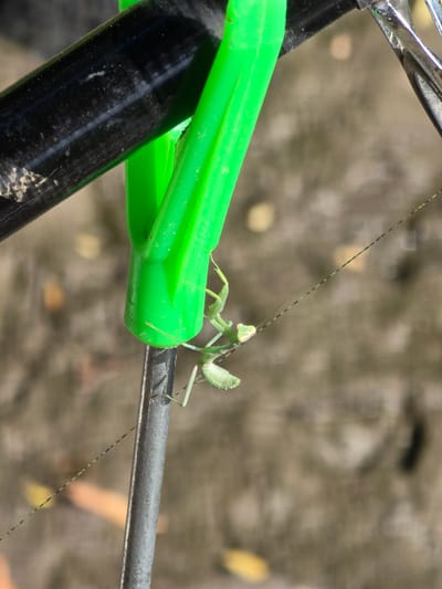 A juvenile praying mantis is clinging to a green plastic object, which is attached to a black cylindrical object. The praying mantis is light green and appears to be newly hatched. It is positioned such that its head is to the right and its body extends downwards and to the left. A thin, dark-speckled string or filament extends diagonally from the praying mantis towards the bottom right of the frame. The background is blurred and appears to be a rough, earthy surface with some yellowish and darker circular shapes, suggesting fallen leaves or debris on the ground. The scene is outdoors. This image was taken in Buchino, Bulgaria.