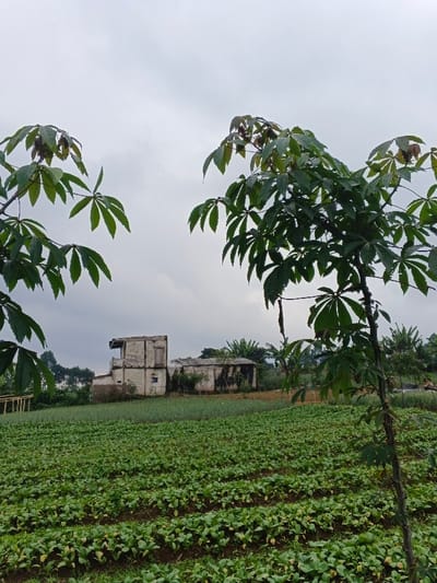 A field of low-lying green crops occupies the foreground, arranged in neat rows. An abandoned, weathered building stands in the middle distance, showing signs of disrepair. The structure is surrounded by scattered trees and vegetation. Dominating the foreground are leafy green trees with star-shaped leaves that frame the scene. An overcast sky fills the background.
