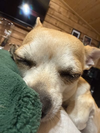 A close-up, slightly angled shot captures a light-colored dog sleeping peacefully indoors, its eyes closed. The dog, likely a short-haired breed, has prominent dark eyelashes and whiskers around its snout. A dark green, textured blanket or towel partially covers the dog's face, resting against its nose and lower jaw.
In the blurred background, a wooden surface with vertical planks is visible, suggesting a floor or wall. To the left, a dark, rectangular object, possibly a television screen or monitor, displays a bright, star-shaped reflection. Above the dog's head, two small, indistinct framed items are visible against the wooden background. The scene conveys a sense of comfort and tranquility. There is no visible text in the image. While the location context specifies Ralevo, Bulgaria, no specific visual cues within the image confirm this location.