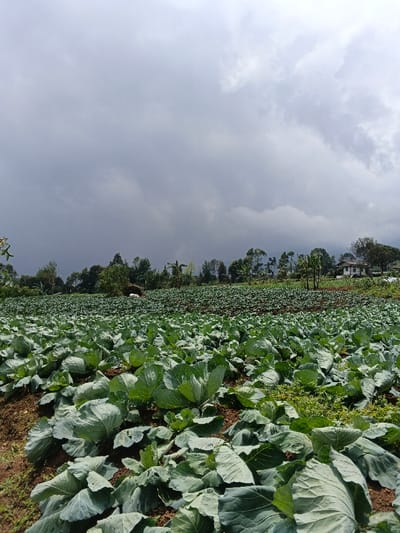 A vast field of mature cabbages stretches to the horizon under a cloudy sky. The plants are a rich green, densely packed together, with soil visible in patches. A line of trees and foliage marks the distant background. A single building is visible, suggesting a settlement or homestead. The overall impression is one of a productive agricultural landscape under a heavy sky.