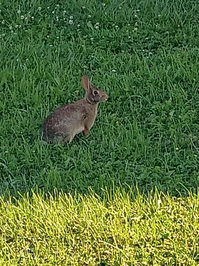 A single eastern cottontail rabbit, Sylvilagus floridanus, is pictured in a grassy area. The rabbit is facing to the right, with its head turned slightly upwards. It is brown and gray in color and appears to be alert. The rabbit is in the foreground of the image, with the grass extending into the background. The grass is green and appears to be freshly cut. The lighting suggests it is daytime. The image is taken from a medium distance, capturing the full body of the rabbit and its immediate surroundings. There are no human elements or man-made structures visible in the frame. The location is a grassy yard, likely in a residential or park area.