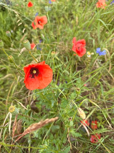 A close-up, slightly blurred shot captures a field of wildflowers, predominantly vibrant red poppies, interspersed with delicate blue cornflowers and hints of other greenery. The foreground is dominated by a fully bloomed red poppy, its petals glistening with small water droplets, revealing a dark center with black stamens. Several unbloomed poppy seed pods, with their distinctive ribbed texture and spiky stems, are also visible throughout the frame. The background consists of a soft focus of more poppies and green foliage, suggesting a natural meadow setting. The image appears to be taken outdoors, possibly in Gudeliai, Lithuania, given the context. There are no people or animals present in the scene.