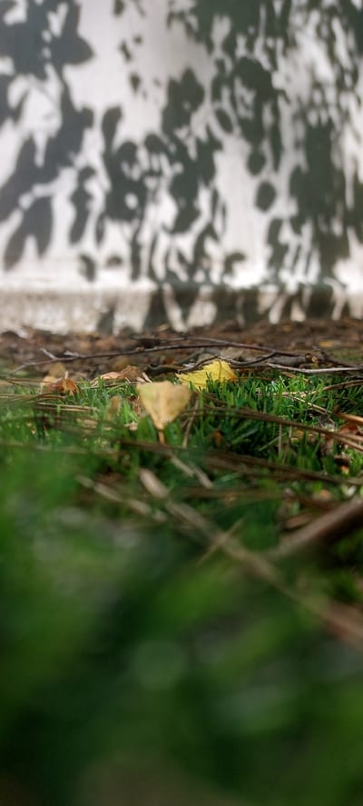 The image displays a low-angle, close-up view of grass, fallen leaves, and twigs on the ground. In the background, the dappled shadows of foliage are cast onto a light-colored wall. The scene appears to be outdoors, possibly in a park or garden. The provided crops offer a closer look at the shadows on the wall and the ground details. The location is identified as Berdsk municipality, Russia. There are no people or animals visible in the image, nor are any specific actions or interactions depicted. The overall environment suggests a natural setting with autumnal elements.