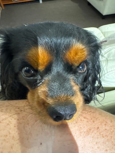 In an indoor setting, a close-up shot focuses on the head of a Cavalier King Charles Spaniel. The dog's face is dark brown and tan, with its fur appearing slightly damp and matted in some areas. There are visible specks of light-colored material, possibly dust or dander, on its fur. The dog's dark eyes are looking directly at the camera with an intense gaze. Part of a human's arm, covered in freckles, is visible in the foreground, with the dog's snout resting on it. The background is blurred, showing hints of furniture and what appears to be a light-colored sofa. The image does not depict any specific location in the city of Ленгипротранс Снт, Russia.
