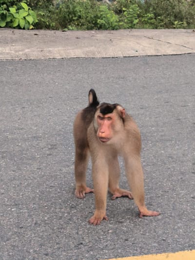 A pig-tailed macaque stands on an asphalt road in Sukamulia, Indonesia. The monkey is light brown with a distinctive dark brown or black cap of fur on its head and a short, curled tail. It is positioned on all fours, with its head slightly turned towards the viewer, and its mouth is slightly open. Its eyes are dark, and its face has reddish tones.

The road surface is grey, speckled with lighter and darker aggregate, suggesting typical asphalt. A thin, faded yellow line is visible along the bottom edge of the image, indicating a road marking. Beyond the road, there's a grey concrete curb, separating the road from an area of dense, green foliage and bushes. The lighting suggests it is daytime, with no shadows indicating specific weather conditions beyond clear visibility. There is no visible text in the image.