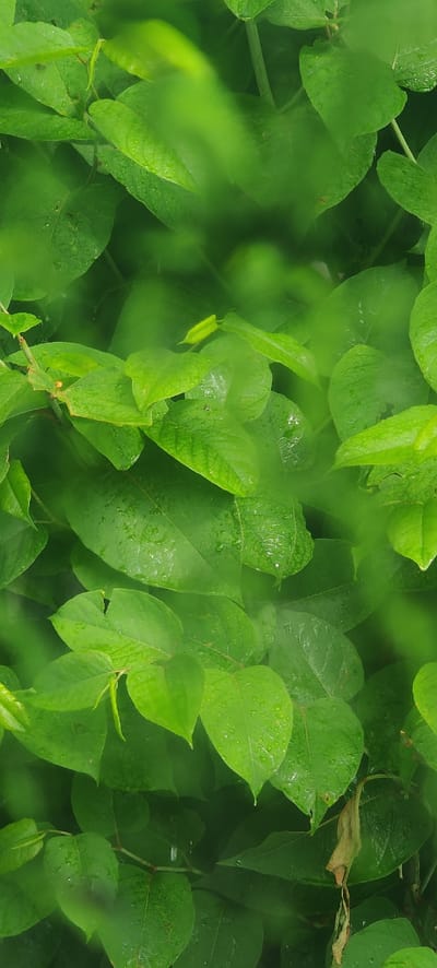 The image is a close-up, vertical shot of green leaves with water droplets, likely from rain or dew. The leaves are lush and varied in size and shape, with some appearing slightly blurred due to the focus. The overall impression is one of natural foliage, possibly in a garden or wooded area. There are no people or man-made objects visible in the image. The scene is consistent with the natural environment of Shelestove, Ukraine, a village known for its rural setting.
