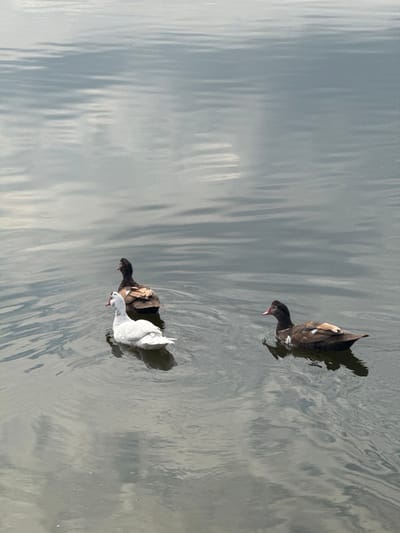 Three ducks are observed on the surface of a body of water in Pidhorodnie, Ukraine. In the foreground-center, a white duck with a pinkish beak is oriented towards the left. Immediately behind it, a dark brown duck with light brown wing patches is positioned, facing generally forward. To the right of the white duck and slightly ahead, another dark brown duck with similar light brown wing markings and a prominent reddish caruncle on its face is oriented towards the right. The water surface exhibits minor ripples and reflects a muted, cloudy sky. All ducks are floating on the water, generating subtle wake patterns around them.