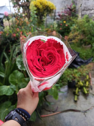 A person holds a bouquet of red roses wrapped in clear plastic with a white border, likely in Quevedo, Ecuador. The backdrop includes a garden with various plants, some in pots, and a concrete surface. The person is wearing a black watch and beaded bracelets on their wrist. Water droplets are visible on the plastic wrapping, suggesting recent rain.