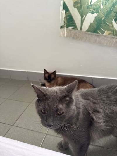 The image shows two cats inside a room with tiled flooring and white walls. In the foreground, a gray cat looks directly at the camera. Behind it, near the wall, is a Siamese cat facing away from the viewer. A banana leaf print hangs on the wall, partially visible in the top left corner. The photo is taken at an angle, making the scene appear slightly tilted.