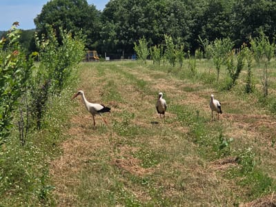 The image depicts a grassy field with three storks foraging for food. The field has patches of green grass interspersed with areas of dry, brown grass and small white flowers. Young trees are sparsely planted in rows across the field. In the background, a dense line of mature trees forms the horizon, and a yellow tractor can be seen parked. The scene is observed in Rosen, Bulgaria.