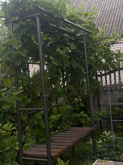 This image, captured in Susly, Ukraine, presents an outdoor garden setting centered on a dark-painted metal pergola or arbor. The structure, composed of cylindrical metal tubing with visible welded joints, is heavily overgrown with dense green foliage, consistent with grapevines, which form a canopy overhead and drape down the sides. An integrated wooden bench, constructed from dark brown horizontal slats, is affixed to the lower right portion of the metal framework. In the background, a light-colored brick wall is partially visible through the greenery, topped by a grey corrugated roof. To the right, a textured concrete fence extends across the mid-ground. A light grey, narrow metal ladder leans against the background wall/fence on the far right. The ground is covered with various green plants, including variegated hosta-like plants and small purple-flowering groundcover, particularly prominent near the bench. The scene is evenly lit by diffused light, suggesting an overcast sky. No human subjects are present.