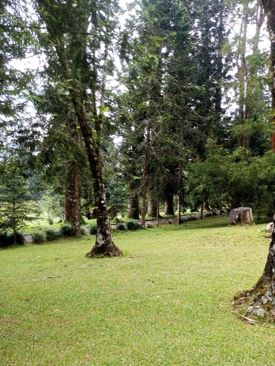 The image depicts a verdant woodland scene located in Pachmarhi, India. The foreground is dominated by an expanse of short, well-maintained green grass. Several tall, slender tree trunks, characterized by dark, textured bark often covered in moss or lichen, rise from the grassy ground; one particularly thick trunk is centrally positioned. In the midground, a low, grey stone wall spans horizontally, partially obscured by neatly arranged clumps of low-lying green shrubs or ornamental grasses. Beyond this wall, a dense formation of tall coniferous trees with dark green foliage extends towards the background. A prominent dark, weathered tree stump or large rock formation is situated on the right side of the midground. The background is composed of a continuous canopy of dense, dark green trees, with an overcast, light grey sky visible through breaks in the foliage at the top of the frame. No individuals, animals, or active subjects are present. The scene is illuminated by diffused, ambient light.